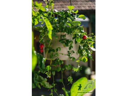 173001 zardina samozavlazovaci trojzaves berberis taupe slonova kost 30 cm