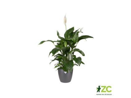 944498 73aae4e8 f4c8 4db3 9caf 497e1bd5bd68