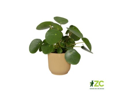 944882 6e5535f9 7ee7 4ca8 96b4 79c9a6f3f447