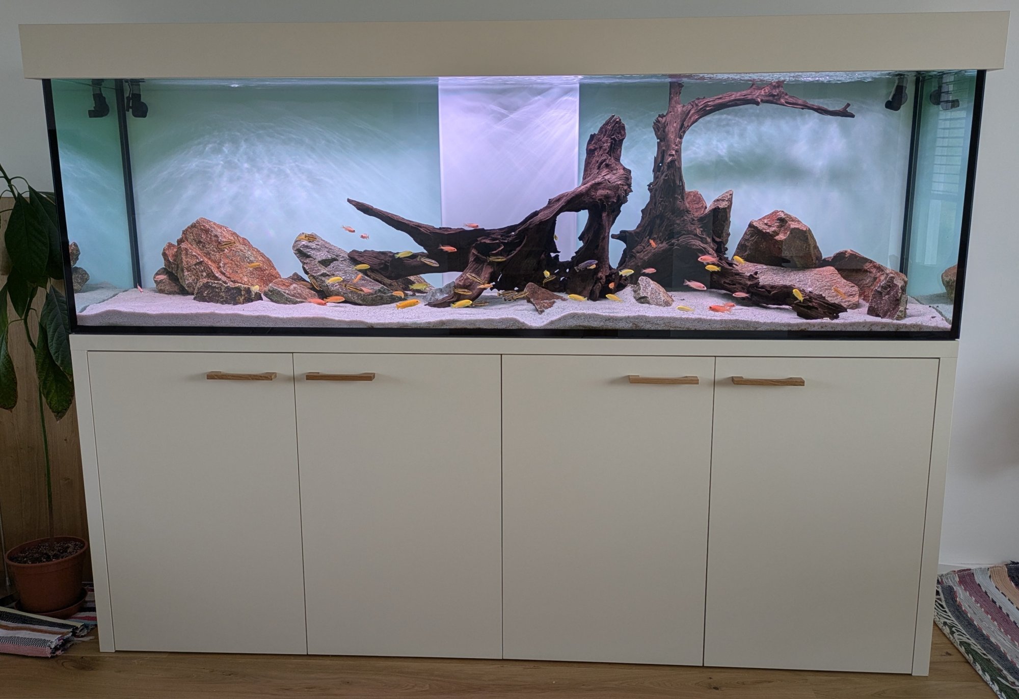 200x50x60 akvárium pro africké cichlidy