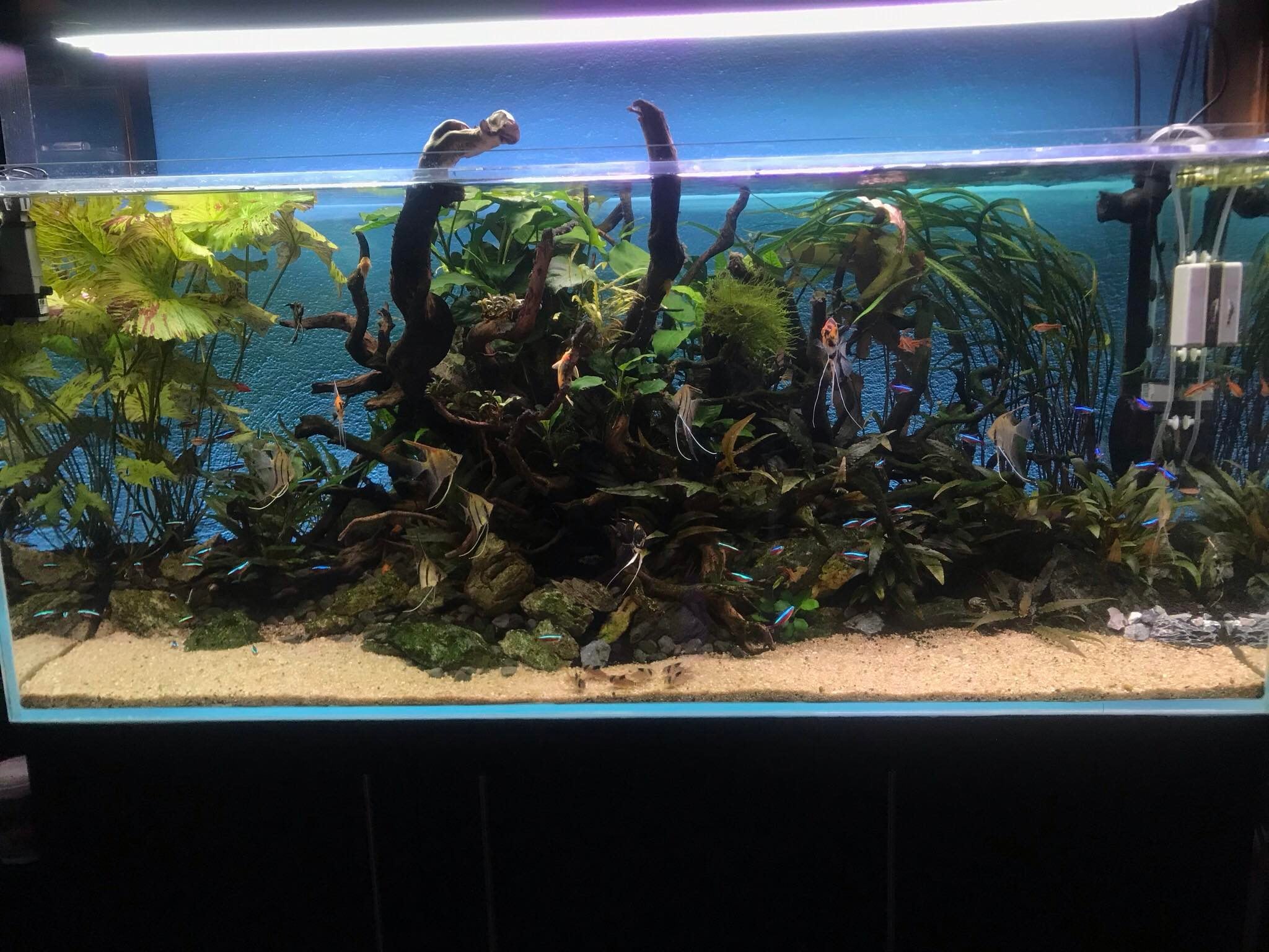 Akvárium pro skaláry - 150x55x65 - Optiwhite