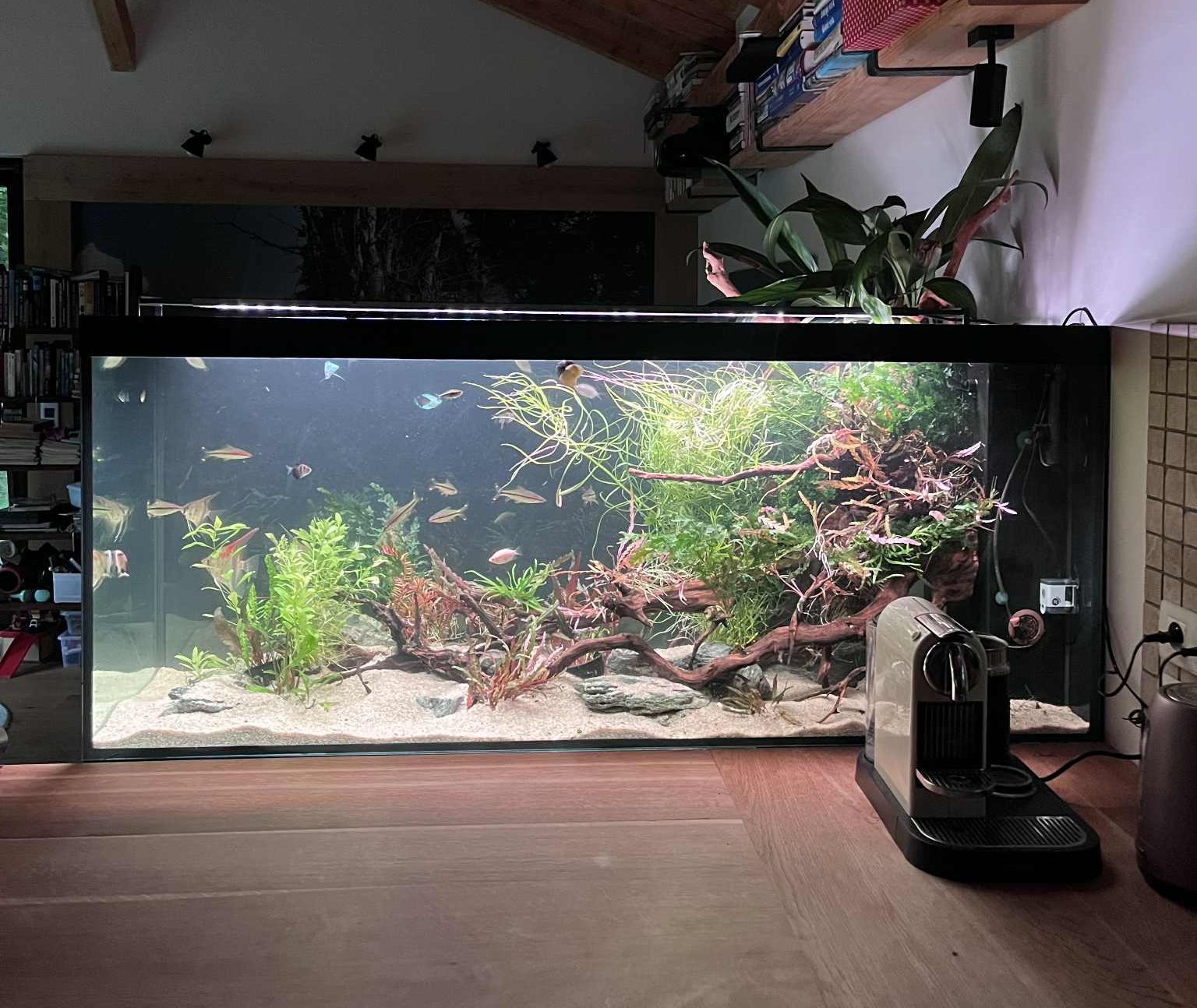 460 litrové automatizované společenské akvárium