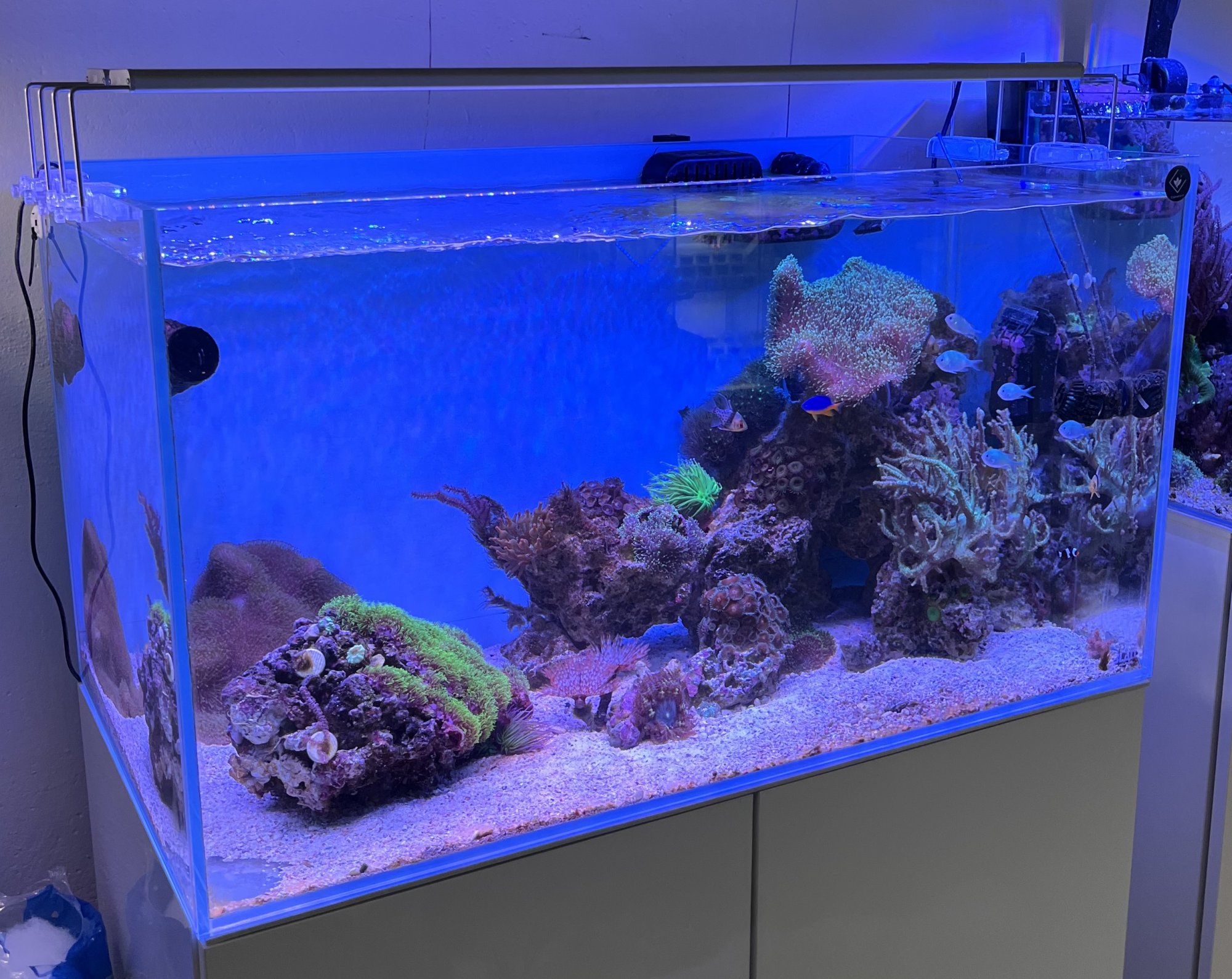 Mořské akvárium BLAU Marine Gran Cubic Experence (230l)