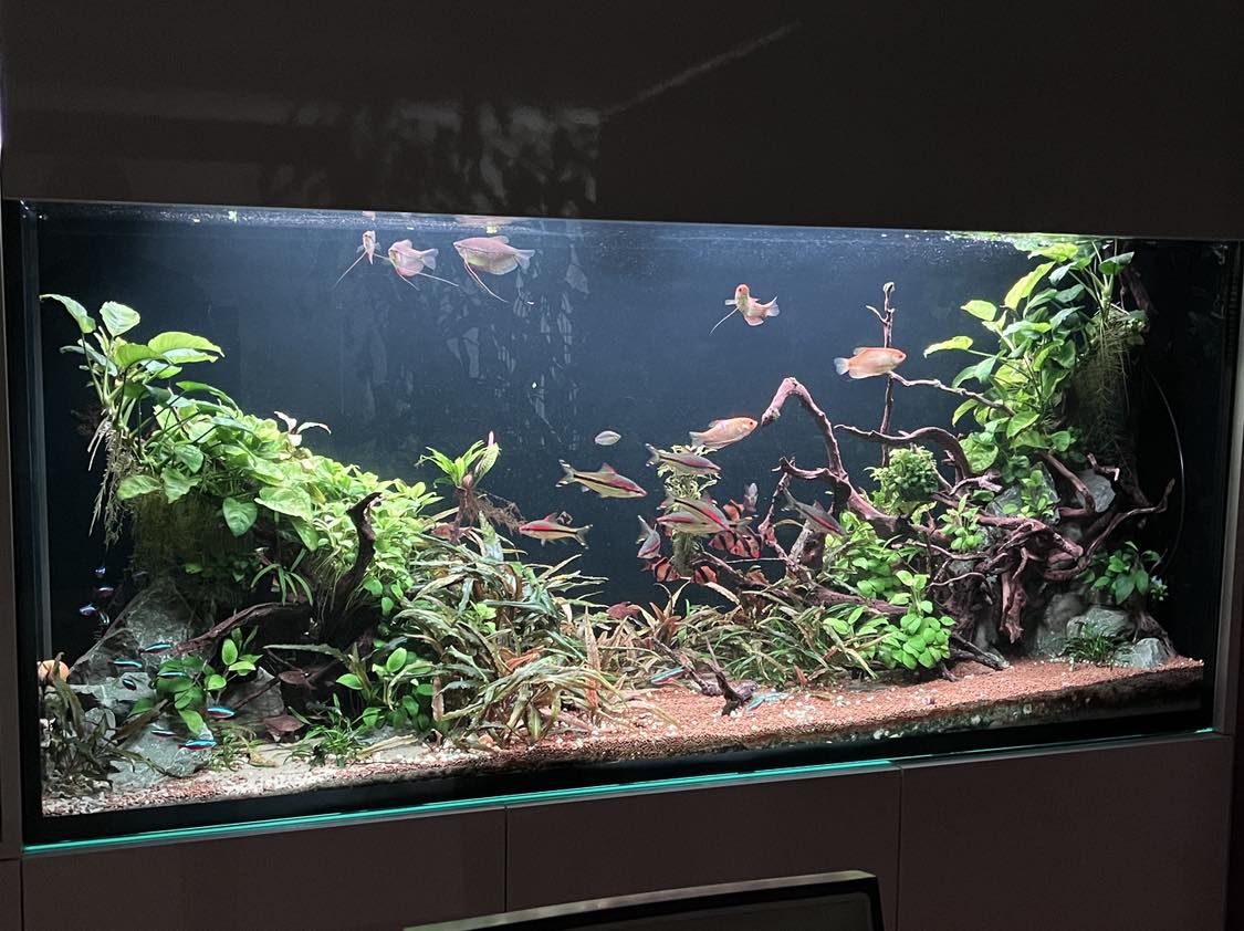 Společenské akvárium v nábytkové sestavě 500l