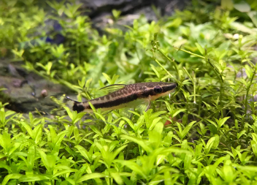 Krunýřovec jednopruhý