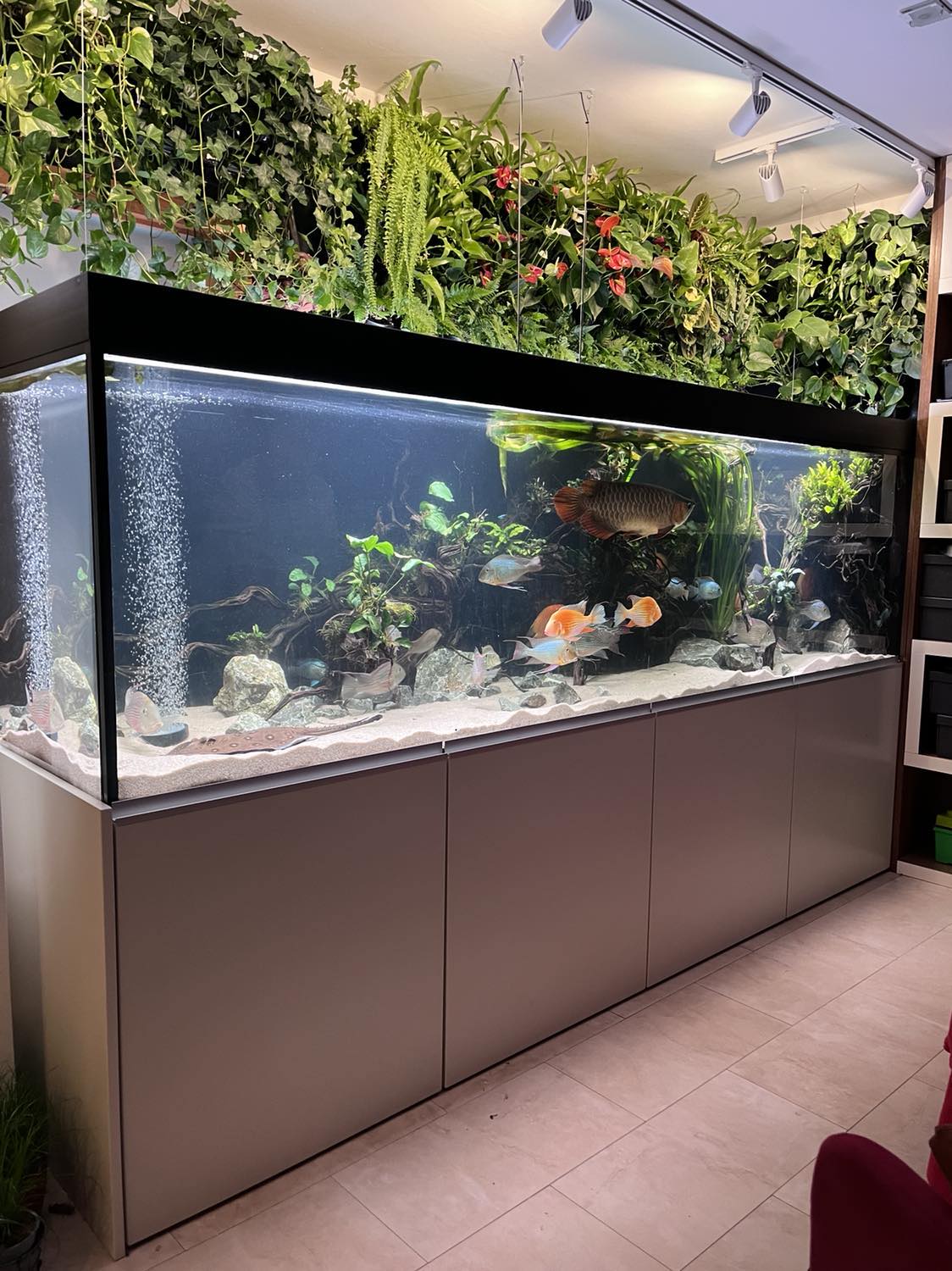 315x85x80 cm se zelenou samozavlažovací stěnou a rejnoky