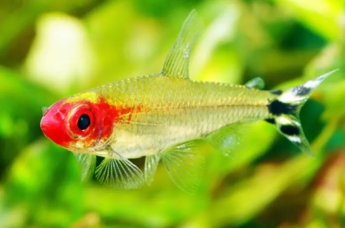 Tetra červenoústá