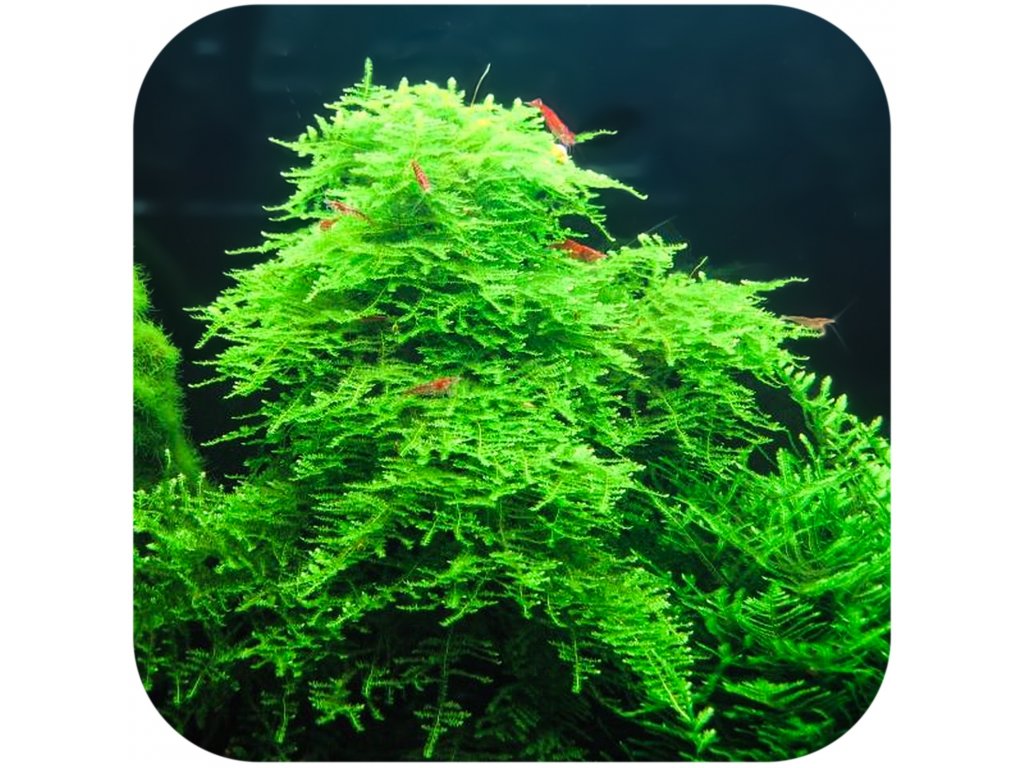 Vesicularia montagnei 'Christmass Moss'