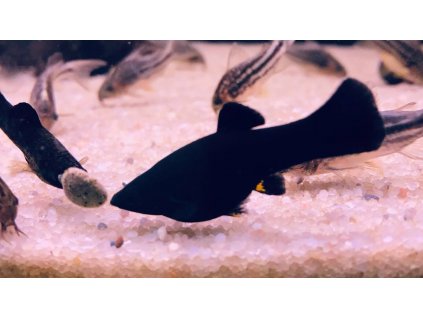 Živorodka ostrotlamá - Black Molly