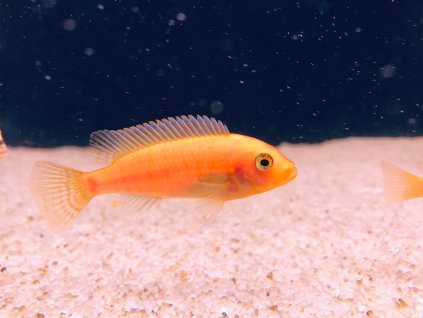 Tlamovec modrožlutý R/R