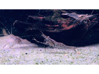 Krevetka čokoládová | Macrobrachium dayanum
