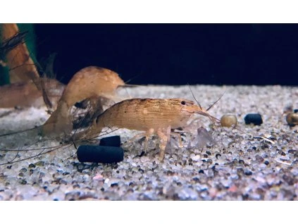 Krevetka molucká | Atyopsis moluccensis