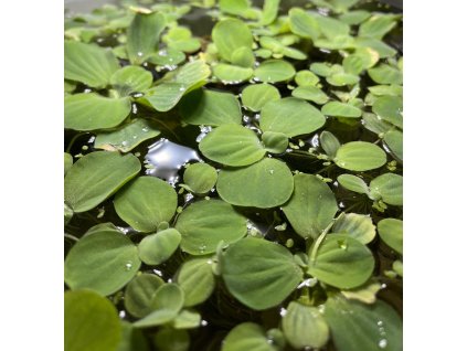 Babelka řezanovitá | Pistia stratiotes