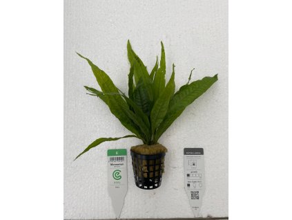 microsorium pteropus