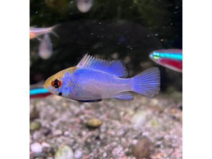 Cichlidka Ramirezova electric blue | Papiliochromis ramirezi electric blue