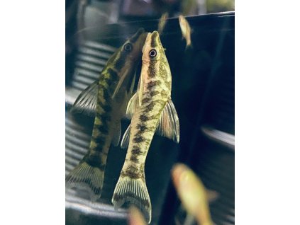 Krunýřovec cocama | Otocinclus cocama zebra