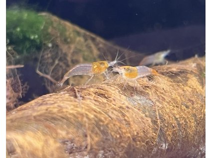 Krevetka oranžová var. Rili | Neocaridina davidi var. Rili orange