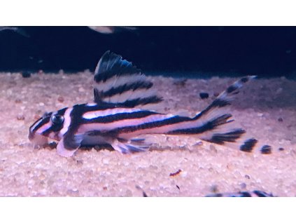 Krunýřovec pruhovaný | Hypancistrus zebra (l046)
