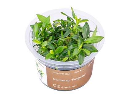 Anubias sp. ’Pangolino’