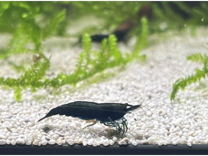 Krevetka Dark Green Jade | Neocaridina davidi var. Dark green Jade