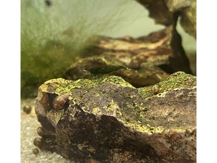Krevetka Bloody Mary | Neocaridina davidi var. Bloody Mary