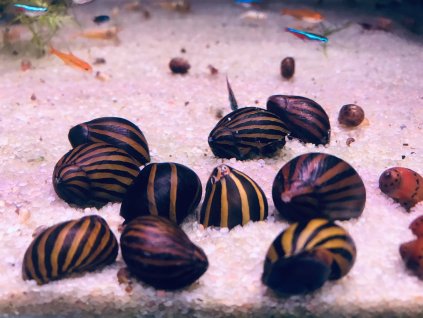 Neritina zebra