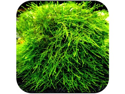 Taxiphyllum sp. 'Spiky moss'