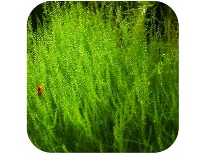 Leptodictyum riparium "Stringy Moss"