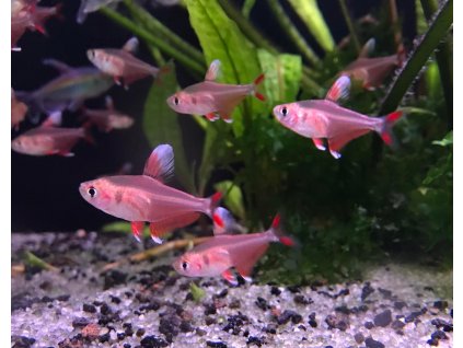 Tetra ozdobná | Hyphessobrycon rosaceus White fin
