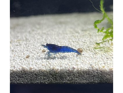 Krevetka tmavě modrá | Neocaridina davidi var. Blue dream