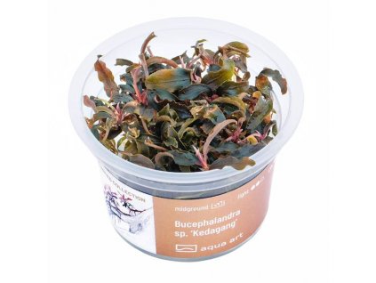 Bucephalandra sp. 'Kedagang'