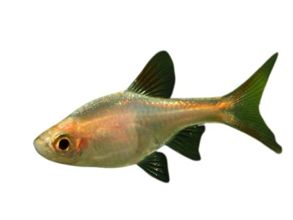 Razbora klínoskvrnná gold| Trigonostigma heteromorpha gold