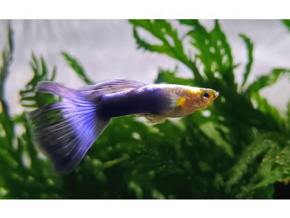 Živorodka duhová - "blue neon" | Poecilia reticulata "blue neon"