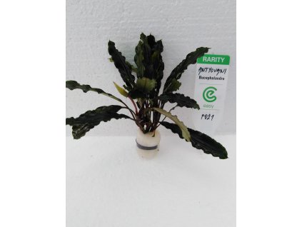 Bucephalandra antyovani