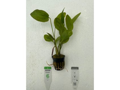 Echinodorus Ozelot Green