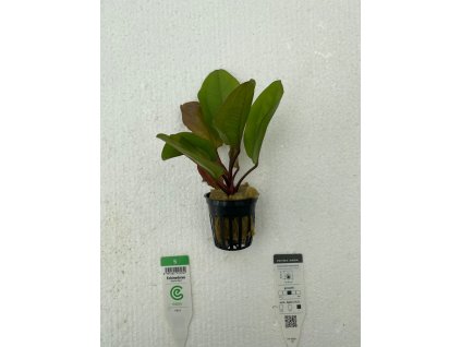 Echinodorus Ozelot red
