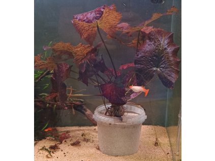 XL: Nymphaea lotus "Tyger red" - Leknín egyptský "Tyger red"
