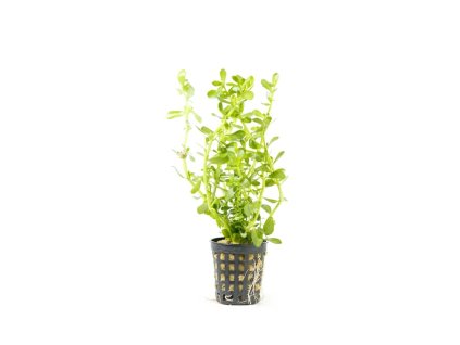 bacopa monnieri