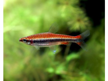 Drobnoústka pruhovaná / Nannostomus beckfordi