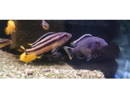 Mbuna chipokaská | Melanochromis chipokae