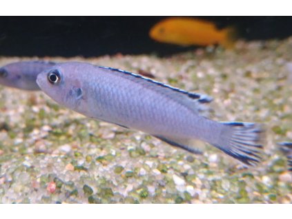 Tlamovec Socolofův / Pseudotropheus socolofi