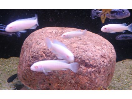 Tlamovec Socolofův "albino"/ Pseudotropheus socolofi "albino"