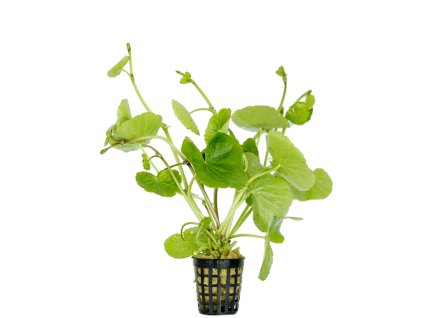 Hydrocotyle leucocephala / Pupečník bílý