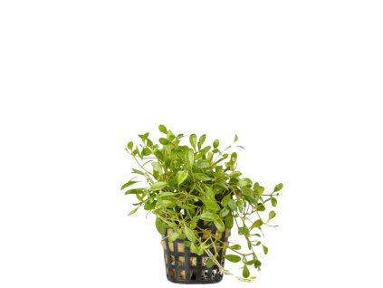 Glossostigma elatinoides / Glosostigma úporovitá