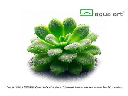 Pinguicula 'Moranensis carow'