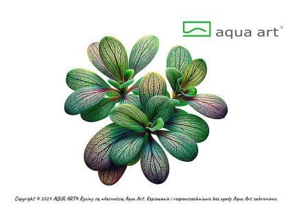 Utricularia calycifida