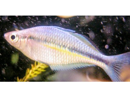 Duhovka akvamarínová | Melanotaenia lacustris