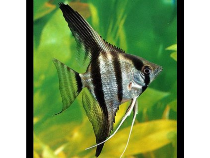 Skalára amazonská | Pterophyllum scalare