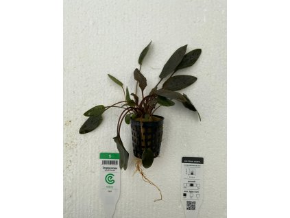 Cryptocoryne wendtii `Brown`