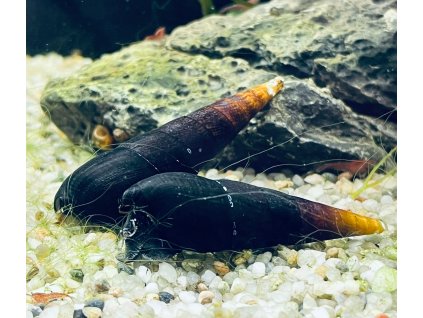 Faunus ater cappucino sp. | Piskořka černá  cappucino sp.